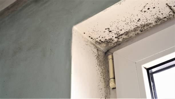 Environmental Consulting for Mold Prevention in West Hills, NY