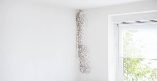 Best Commercial Mold Inspection  in West Hills, NY